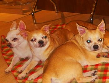 Cocco Zeus Tommy Betsy-379